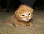 My Cat's Cradle Gerald-2w