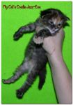 My Cat's Cradle Jazz-Eva