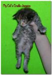 My Cat's Cradle Jamaica