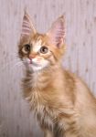 My Cat's Cradle Gerald- 3 m