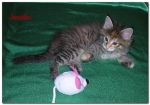 My Cat's Cradle Jamaica