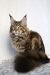    My Cat's Cradle Jessica
